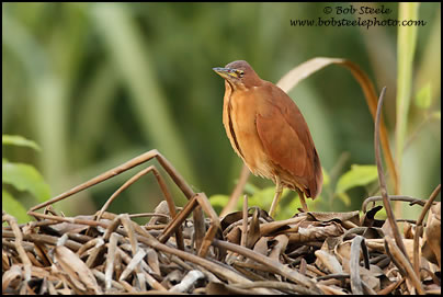 Cinnamon Bittern (Ixobrychus cinnamomeus)