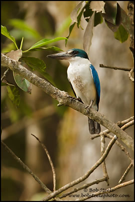Collared Kingfisher (Todiramphus chloris)