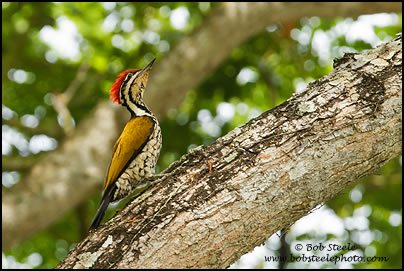 Common Flameback (Dinopium javanense)