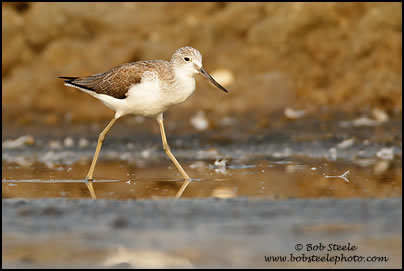 Common Greenshank (Tringa nebularia)