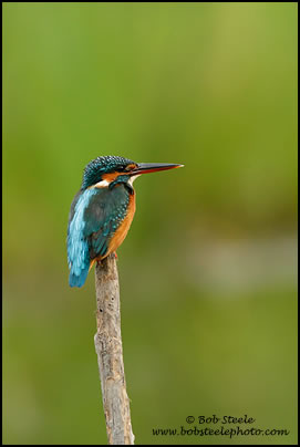 Common Kingfisher (Alcedo atthis)