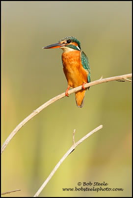 Common Kingfisher (Alcedo atthis)