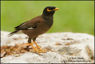 Common Myna (Acridotheres tristis)