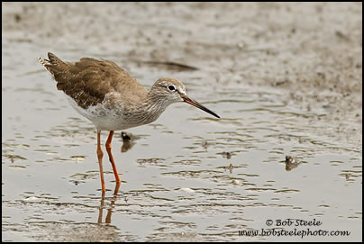 Common Redshank (Tringa totanus)