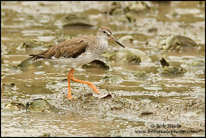 Common Redshank (Tringa totanus)