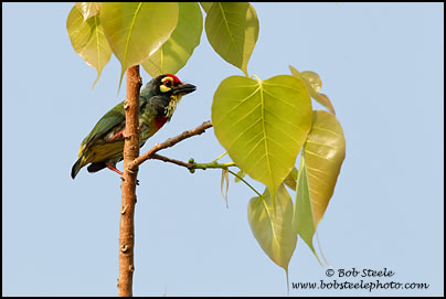 Coppersmith Barbet (Megalaima haemacephala)