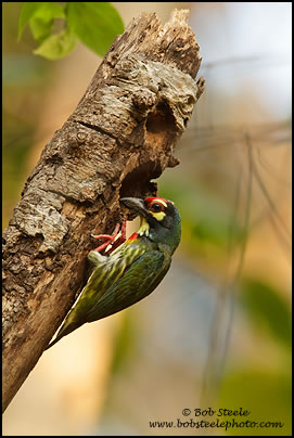 Coppersmith Barbet (Megalaima haemacephala)