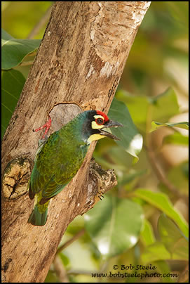 Coppersmith Barbet (Megalaima haemacephala)