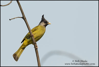 Crested Finchbill (Spizixos canifrons)