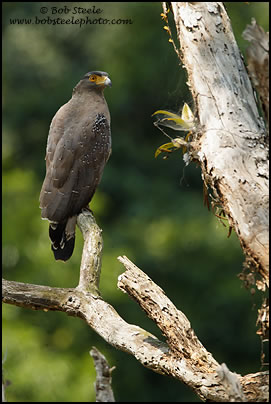 Crested Serpent-Eagle (Spilornis cheela)
