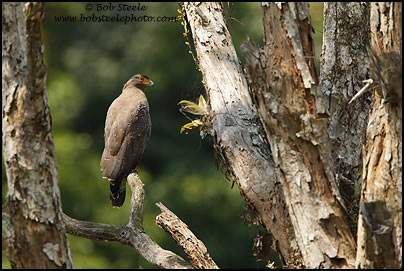 Crested Serpent-Eagle (Spilornis cheela)