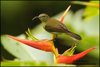Crimson Sunbird (Aethopyga siparaja)