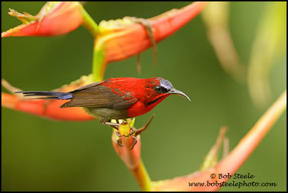 Crimson Sunbird (Aethopyga siparaja)