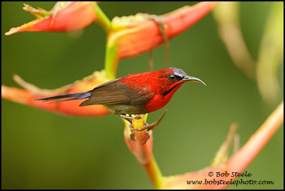 Crimson Sunbird (Aethopyga siparaja)