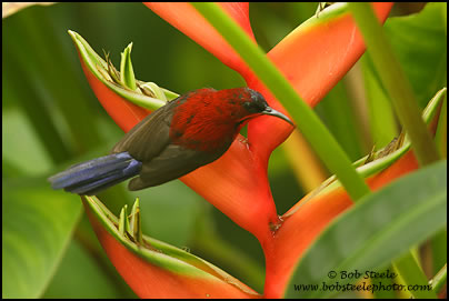 Crimson Sunbird (Aethopyga siparaja)