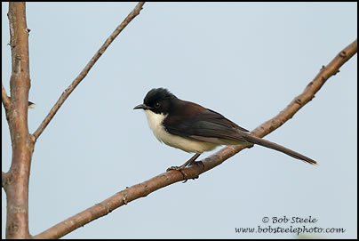Dark-backed Sibia (Heterophasia melanoleuca)
