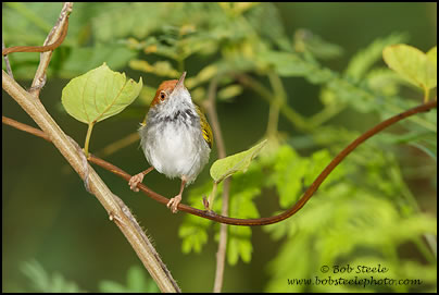 Dark-necked Tailorbird (Orthotomus atrogularis)