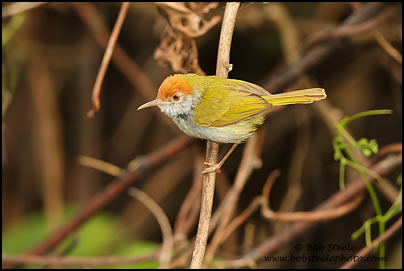 Dark-necked Tailorbird (Orthotomus atrogularis)