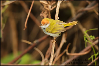 Dark-necked Tailorbird (Orthotomus atrogularis)
