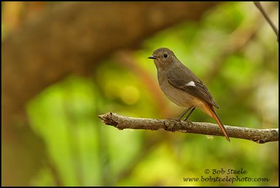 Daurian Redstart (Phoenicurus auroreus)