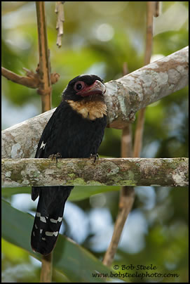 Dusky Broadbill (Corydon sumatranus)