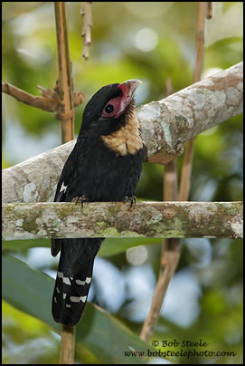 Dusky Broadbill (Corydon sumatranus)