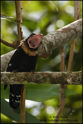Dusky Broadbill (Corydon sumatranus)