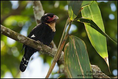 Dusky Broadbill (Corydon sumatranus)