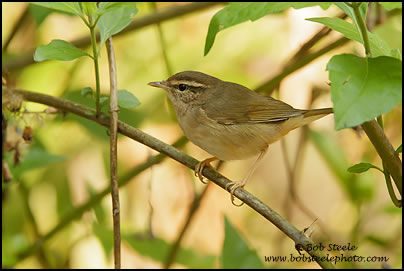 Dusky Warbler (Phylloscopus fuscatus)