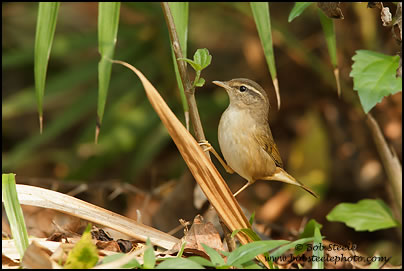 Dusky Warbler (Phylloscopus fuscatus)