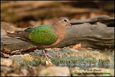 Emerald Dove (Chalcophaps indica)