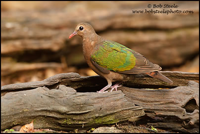 Emerald Dove (Chalcophaps indica)