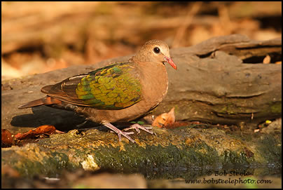 Emerald Dove (Chalcophaps indica)