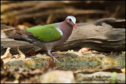 Emerald Dove (Chalcophaps indica)