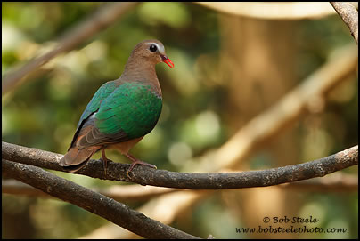 Emerald Dove (Chalcophaps indica)