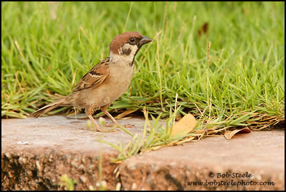 Eurasian Tree Sparrow (Passer montanus)