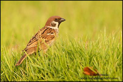 Eurasian Tree Sparrow (Passer montanus)