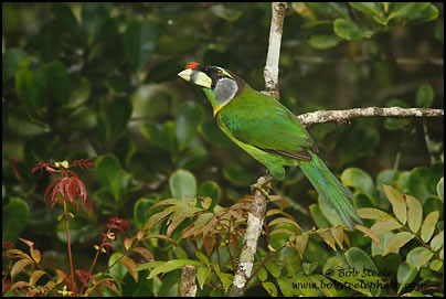 Fire-tufted Barbet (Psilopogon pyrolophus)