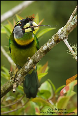 Fire-tufted Barbet (Psilopogon pyrolophus)