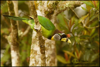 Fire-tufted Barbet (Psilopogon pyrolophus)