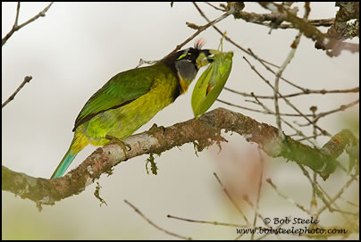 Fire-tufted Barbet (Psilopogon pyrolophus)