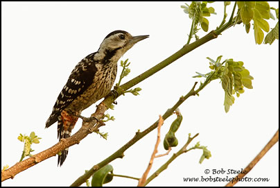 Fulvous-breasted Woodpecker (Dendrocopos macei)