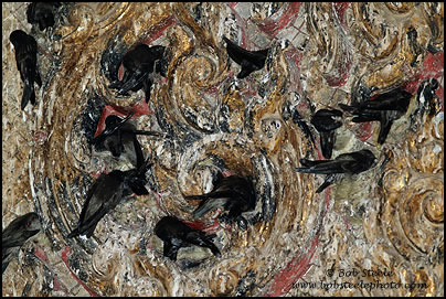 German's Swiftlet (Aerodramus germani) 