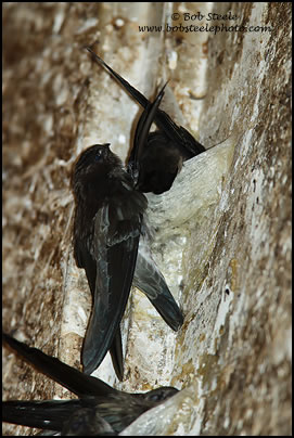 German's Swiftlet (Aerodramus germani) 