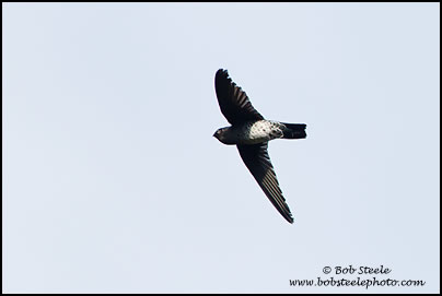 Glossy Swiftlet (Collocalia esculenta)