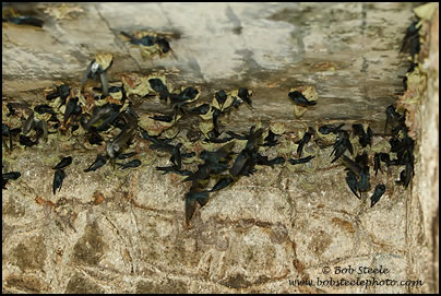Glossy Swiftlet (Collocalia esculenta)