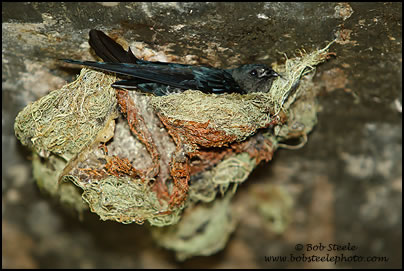 Glossy Swiftlet (Collocalia esculenta)