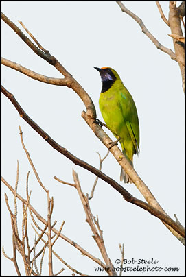 Golden-fronted Leafbird (Chloropsis aurifrons)