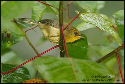 Golden Babbler (Stachyris chrysaea)