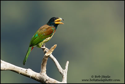 Great Barbet (Megalaima virens)